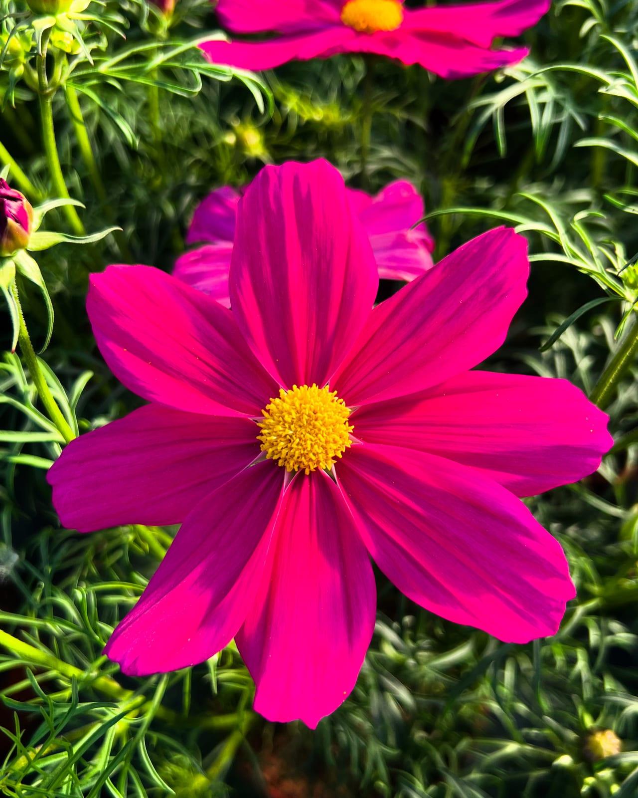 Cosmos