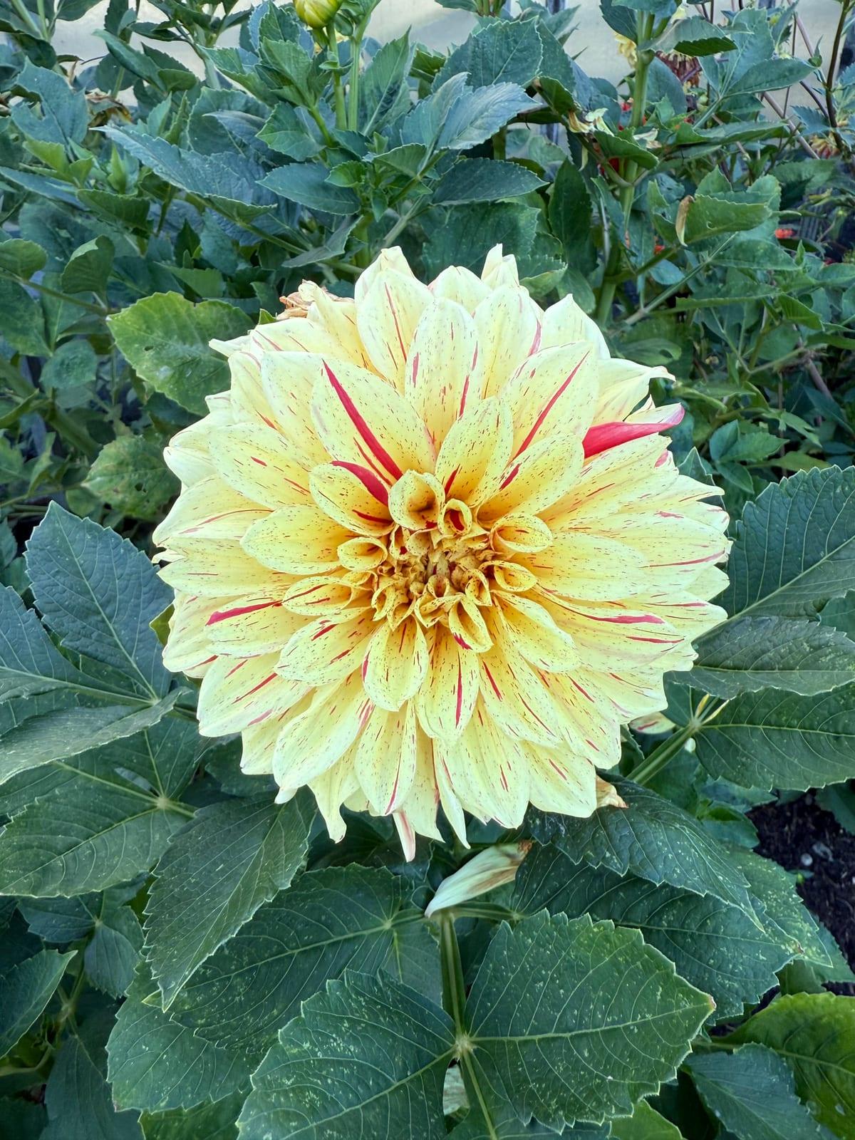 Dahlia