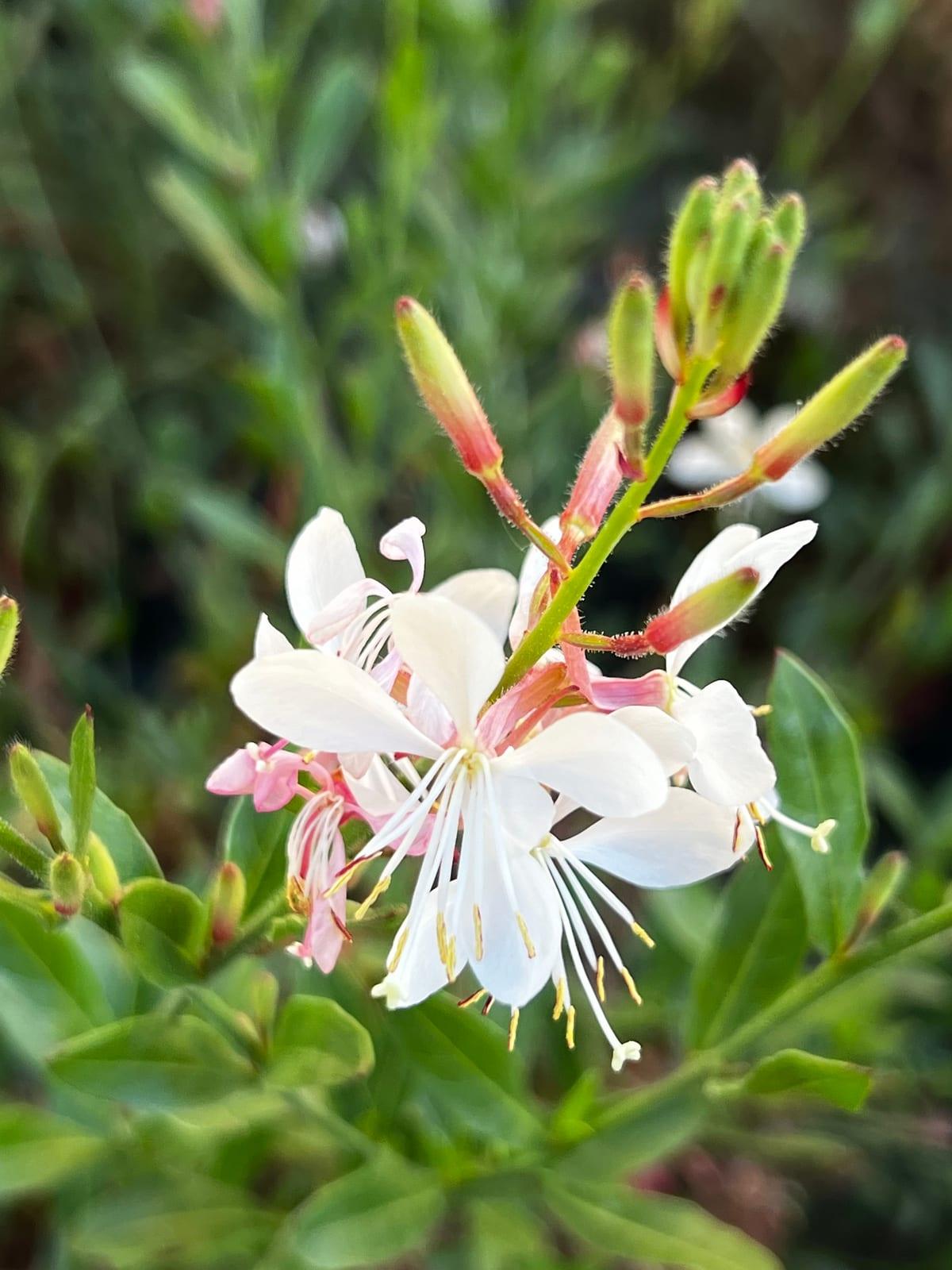 Gaura