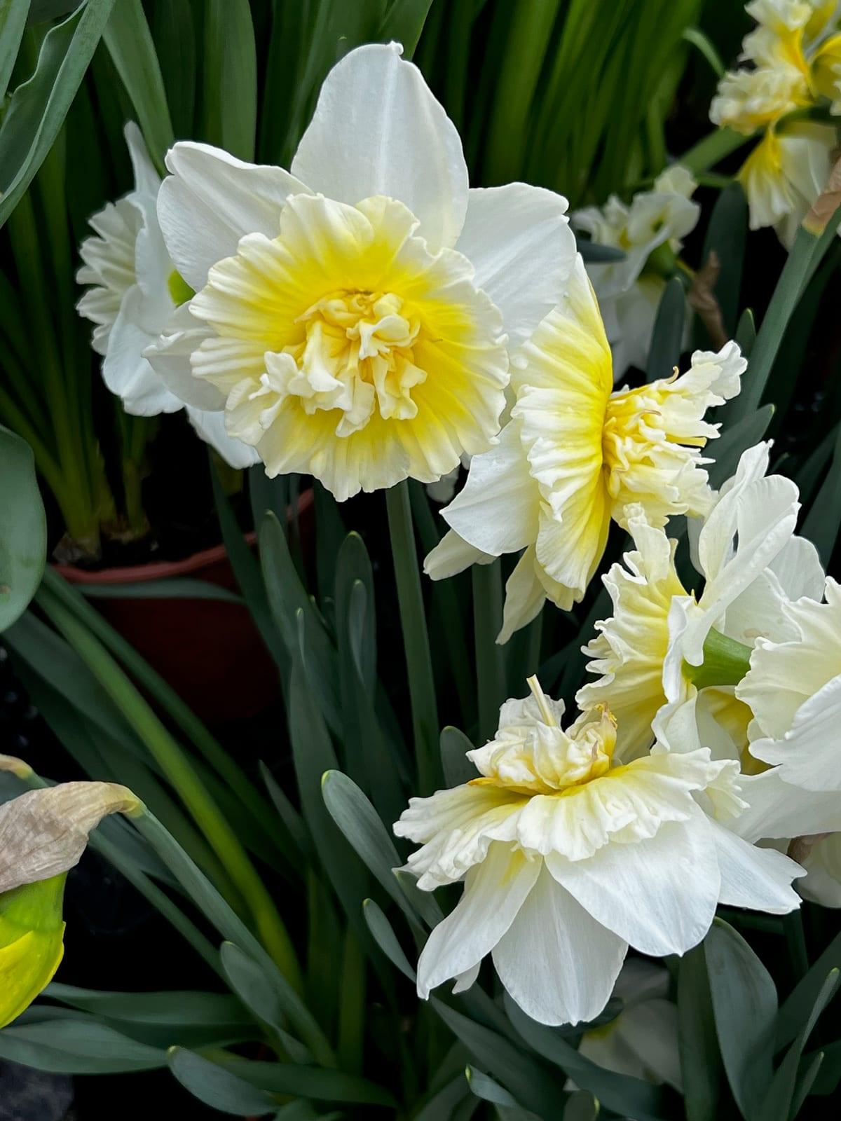 Narcisses