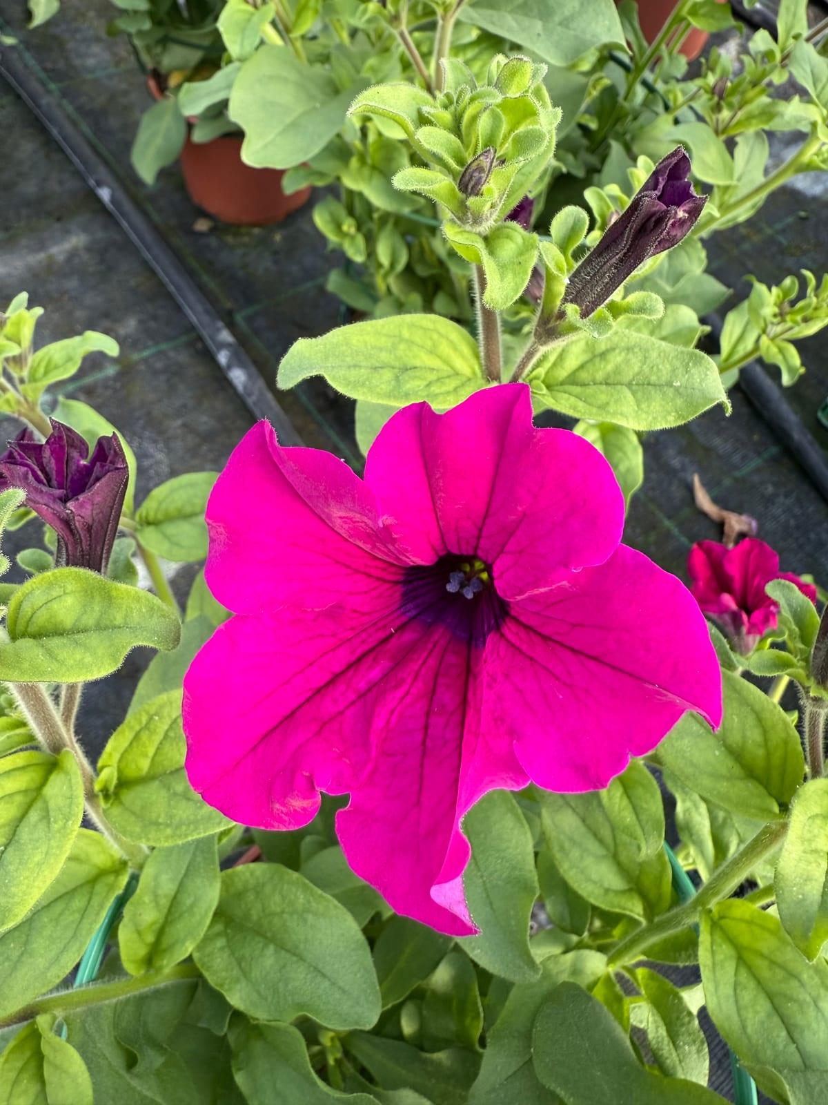 Pétunia
