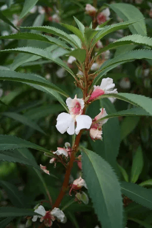 Terrines en plantes
